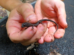 The prickly forest skink!