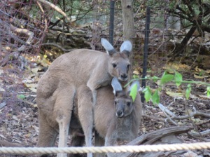 Some kangaroos getting a little frisky.